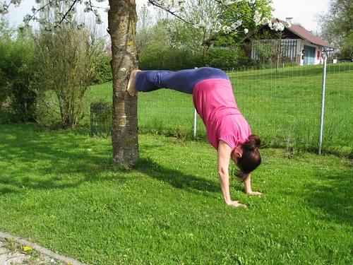 Ziege am Baum